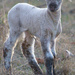 Spring Lamb by kgolab
