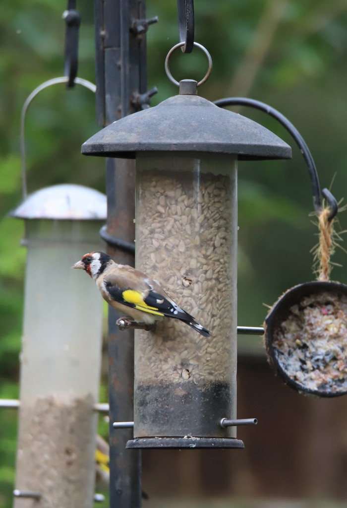 Goldfinch by phil_sandford