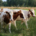 Three cows by ingrid01