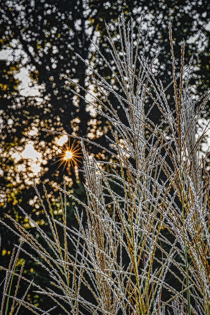 Pampass Grass Sunburst by kvphoto