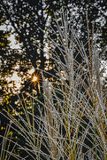 10th Sep 2019 - Pampass Grass Sunburst