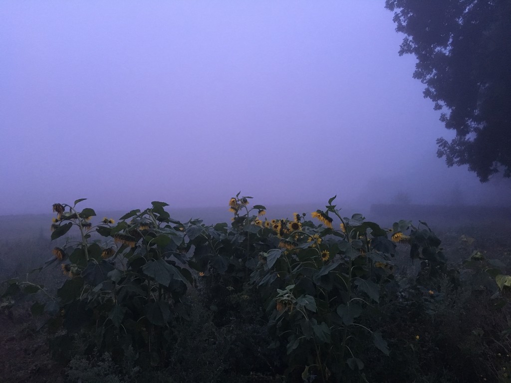 Sunflowers in the fog  by ninihi