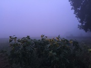 10th Sep 2019 - Sunflowers in the fog 
