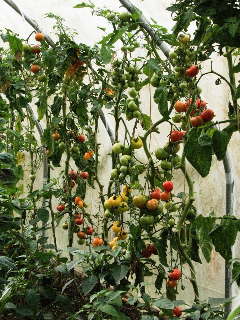 Tomato Wall by allsop