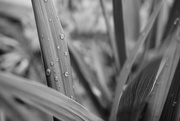 10th Sep 2019 - Raindrops on Grasses