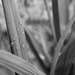 Raindrops on Grasses by granagringa