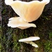 Oyster mushrooms by jgpittenger