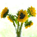 Sunflowers in a Vase by tosee