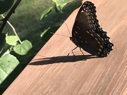 9th Sep 2019 - Butterfly Shadows 