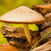 Umbrella Fungi! by rickster549