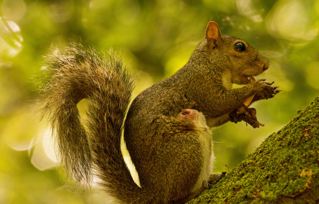 Mom Grey Squirrel Eating Mushrooms! by rickster549