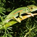 Chameleon enjoying the sunshine. by ludwigsdiana