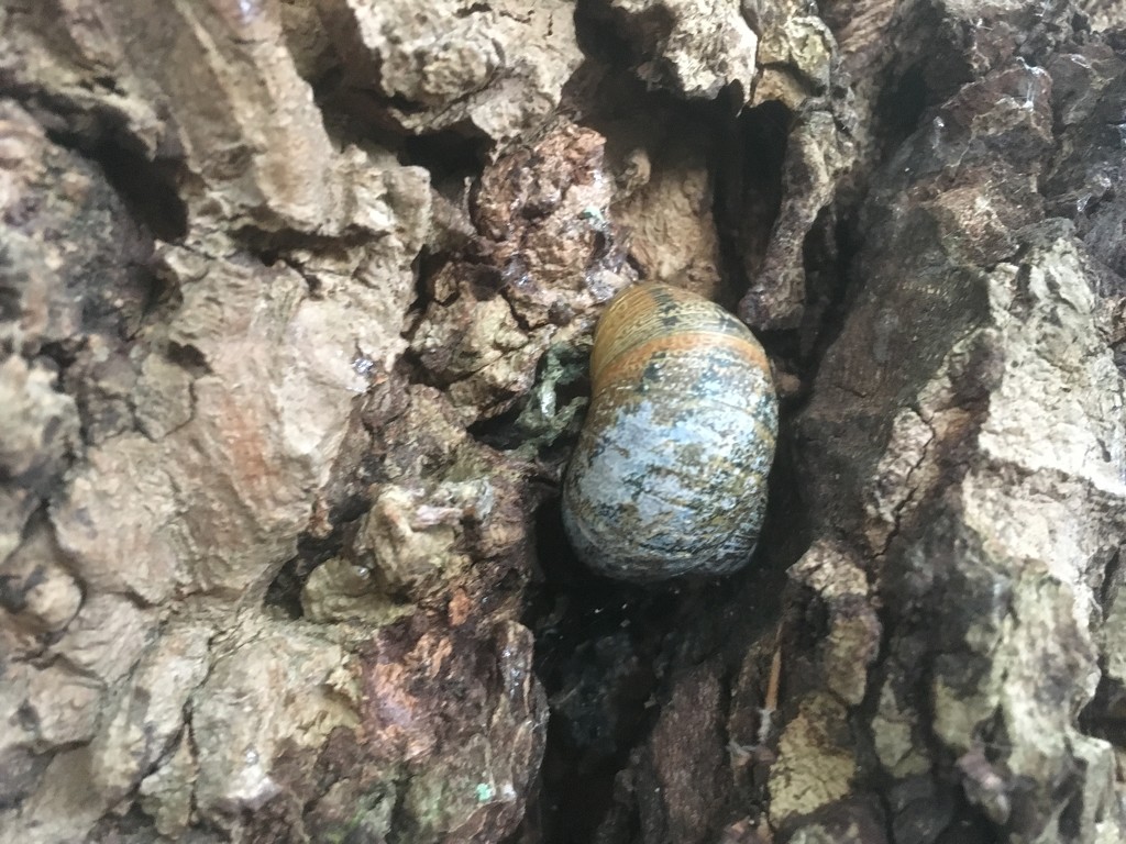Snail in Tree by hannahbeth