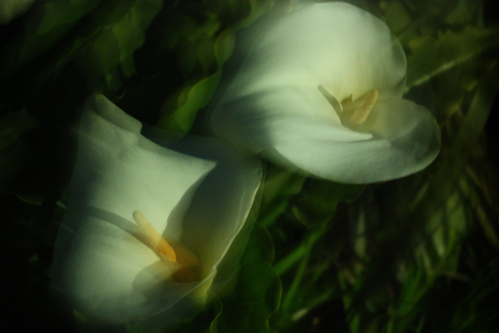 lillies at night by kali66