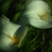 lillies at night by kali66