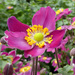 Japanese  Anemone  by wendyfrost
