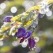 Spring Showers by nicolecampbell