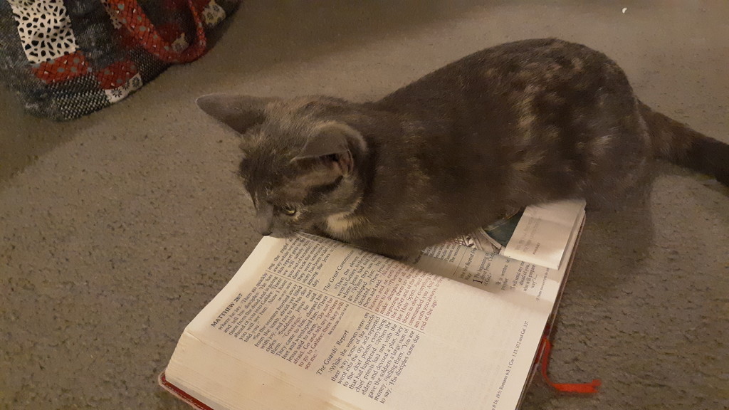 Kitty reading the Bible by julie