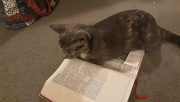 10th Sep 2019 - Kitty reading the Bible
