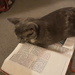 Kitty reading the Bible by julie