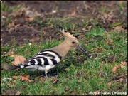 11th Sep 2019 - ROK_5015 Hoopoe from October 2014