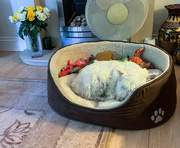 11th Sep 2019 - Exhausted George