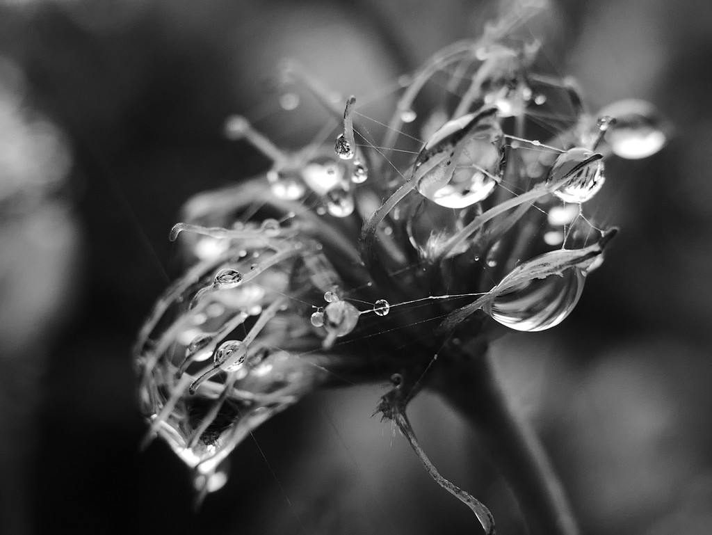 raindrops by marijbar