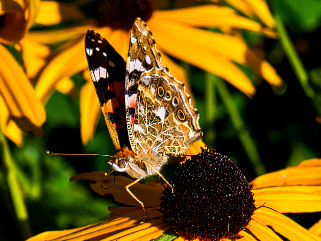 Painted Lady. by tonygig