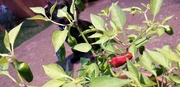 11th Sep 2019 - One red pepper and a puppy