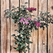 Mauve Roses by kvphoto