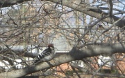 8th Jan 2011 - Woodpecker