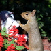 Squirrel meets Grumpy by randy23