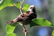 5th Sep 2019 - Sparrow In A Tree
