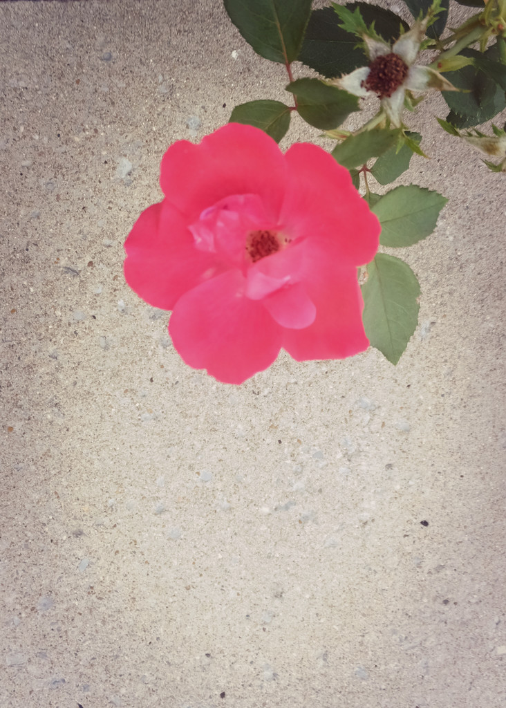 Sidewalk Rose by linnypinny
