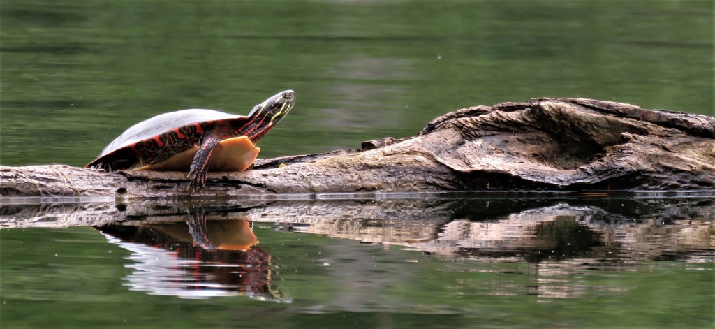 Painted Turtle by radiogirl