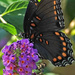 Long Time Between Butterflies! by milaniet