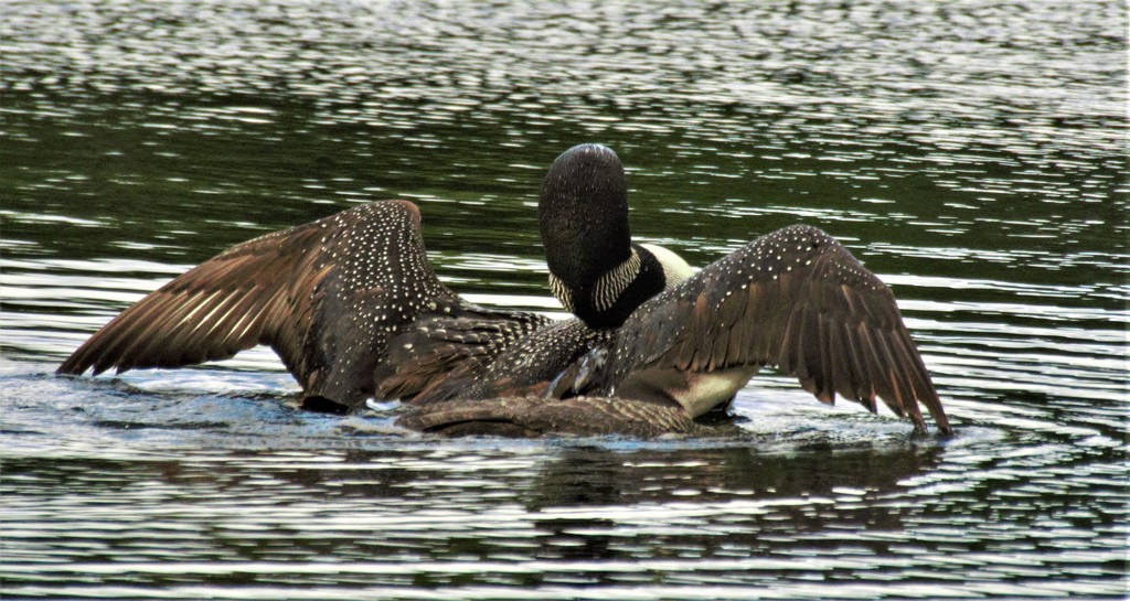 Loon spreading her wings  by radiogirl