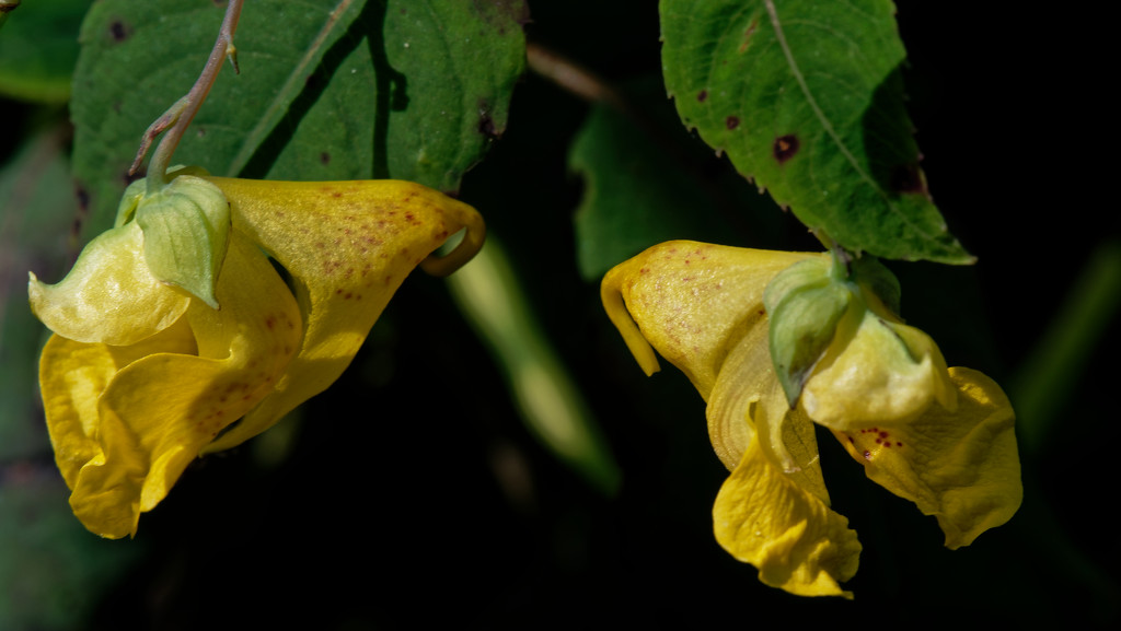 jewelweed yellow by rminer