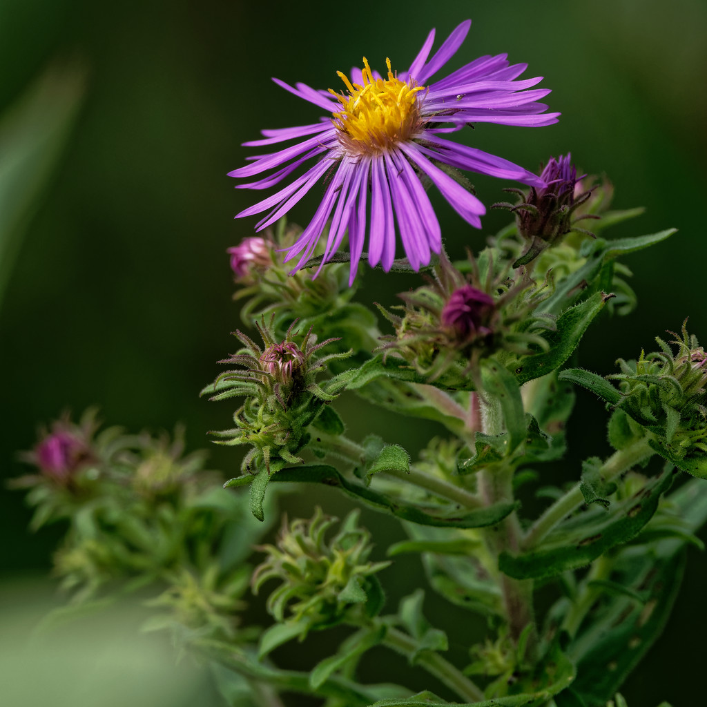 New England aster portrait by rminer