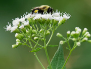 11th Sep 2019 - bumblebee 
