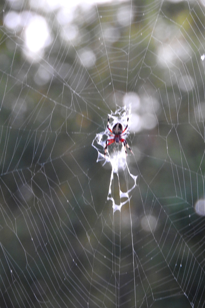 Spider on a web by homeschoolmom