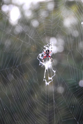 11th Sep 2019 - Spider on a web