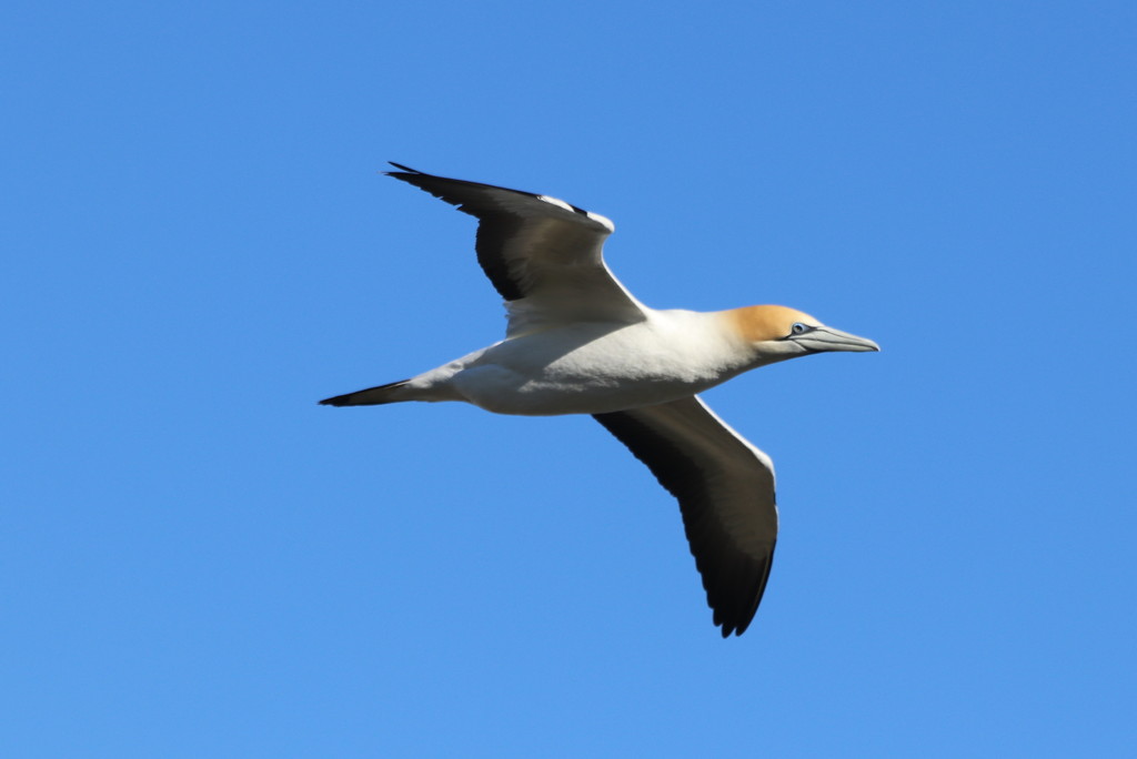 A Gannet by gilbertwood