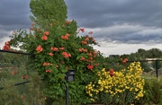 11th Sep 2019 - Orange and yellow at the gardens