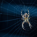 Spider Season by kwind