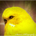 Canary by stuart46