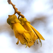 12th Sep 2019 - Kowhai on a Windy Day