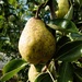 Pear by allsop