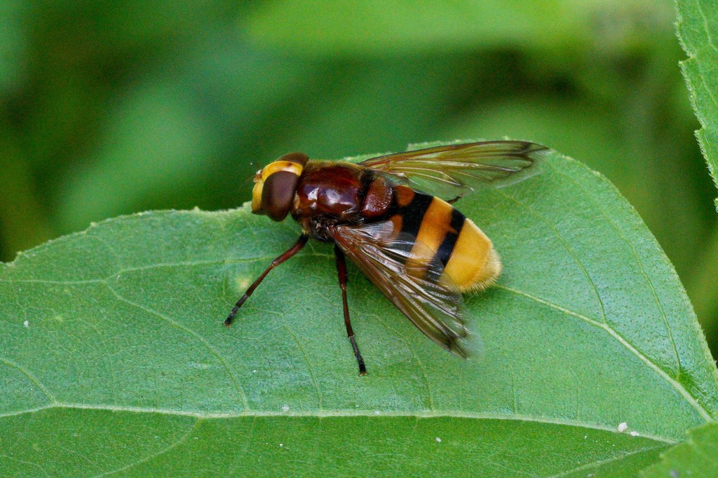 HOVER-FLY ONE - VOLUCELLA ZONARIA  by markp