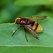 HOVER-FLY ONE - VOLUCELLA ZONARIA  by markp